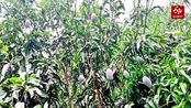 A rare Japanese mango, organic farming, and a Sheohar man’s passion are inspiring Bihar farmers to embrace high-value horticulture without adopting the usual traditional agriculture.